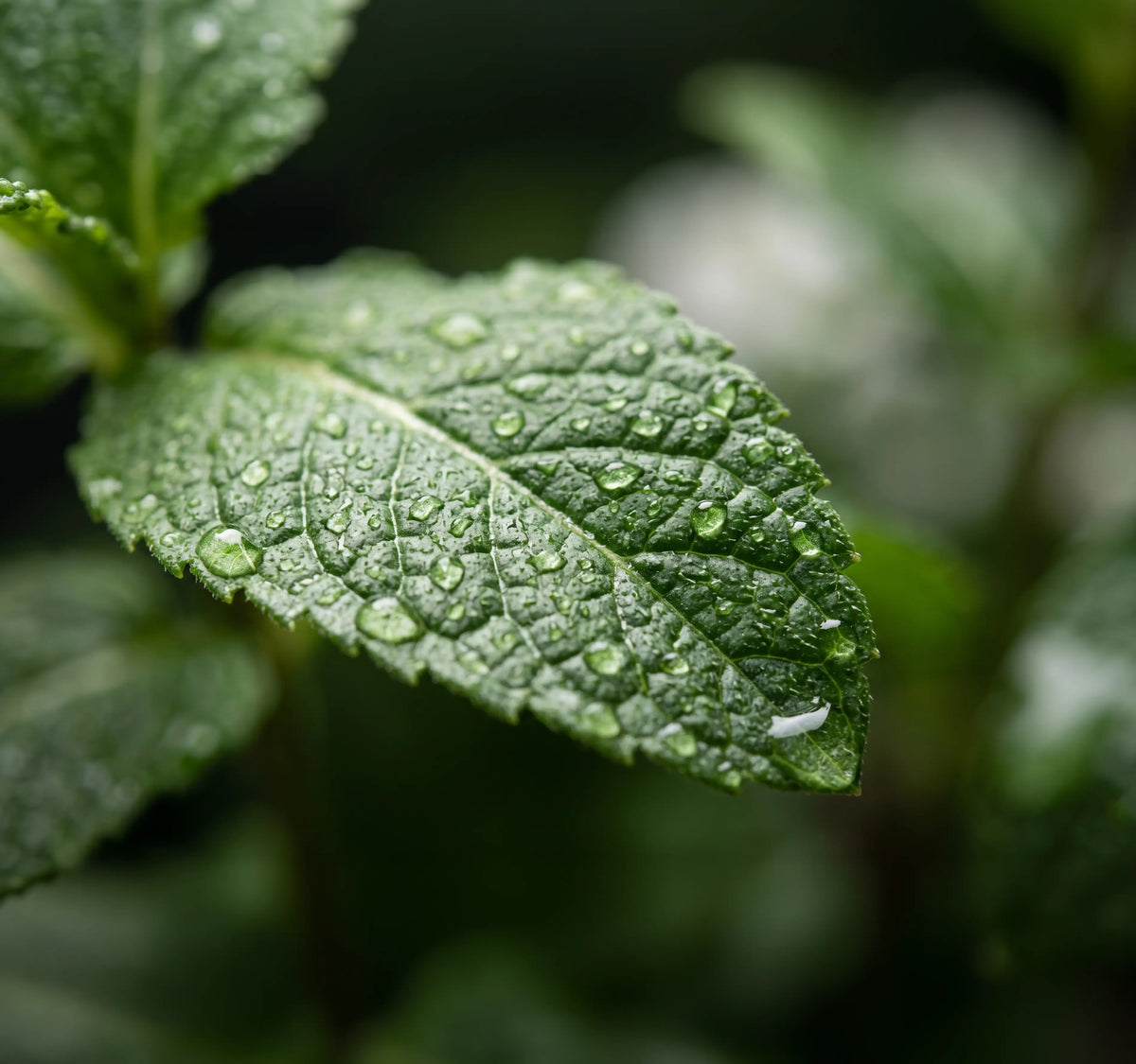 Maté Menthe Amandythé